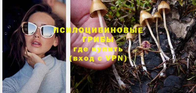 наркошоп  Беломорск  Псилоцибиновые грибы Psilocybe 